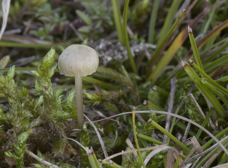 Mycena chlorantha